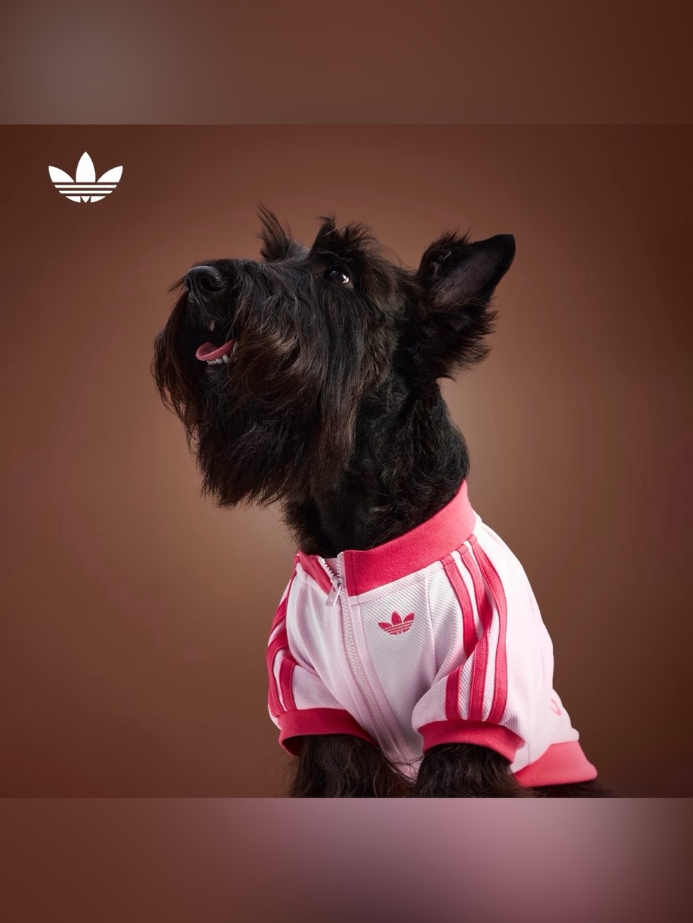 Adidas Originals Pet Tracksuit Zip-Up Jacket Dogs Cats Collection HZ6664 size M - Picture 2 of 7